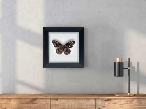 Framed Butterfly Taxidermy, Butterfly Specimen Shadow Box, Insect Real Butterfly Display Wall Art Table Top Shelf Decor in Saudi Arabia