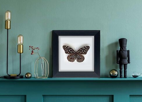Framed Butterfly Taxidermy, Butterfly Specimen Shadow Box, Insect Real Butterfly Display Wall Art Table Top Shelf Decor in Saudi Arabia
