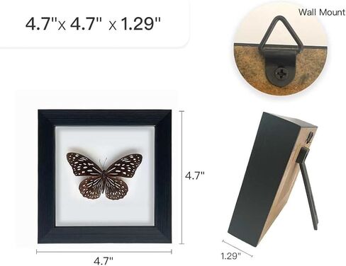 Framed Butterfly Taxidermy, Butterfly Specimen Shadow Box, Insect Real Butterfly Display Wall Art Table Top Shelf Decor in Saudi Arabia