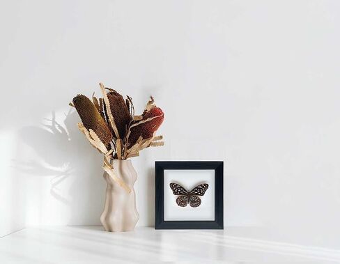 Framed Butterfly Taxidermy, Butterfly Specimen Shadow Box, Insect Real Butterfly Display Wall Art Table Top Shelf Decor in Saudi Arabia