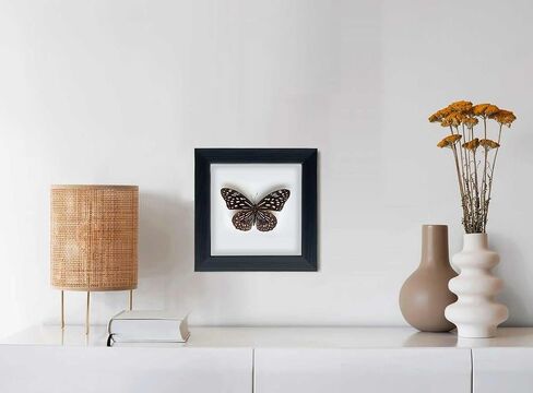 Framed Butterfly Taxidermy, Butterfly Specimen Shadow Box, Insect Real Butterfly Display Wall Art Table Top Shelf Decor in Saudi Arabia