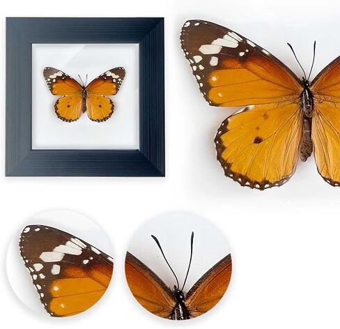 Framed Butterfly Taxidermy, Butterfly Specimen Shadow Box, Insect Real Butterfly Display Wall Art Table Top Shelf Decor in Saudi Arabia