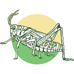 VulgrCo Green Grasshopper Line Art Animal Funny Sticker Vinyl Waterproof UV Resistant Decal for Phones Laptops Water Bottles Tumblers Boats Cars Trucks Windows Kayak 3" inch Bumper Stickers