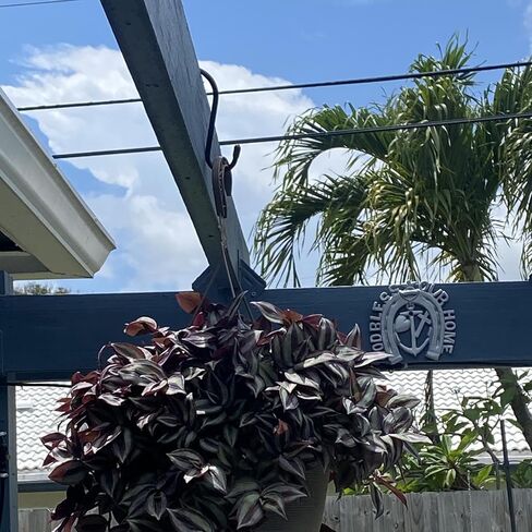 خطافات S متينة مقاس 6 بوصات، خطافات كبيرة S لتعليق النباتات، خطافات S مطلية بالفينيل، خطافات S متينة غير قابلة للانزلاق لتعليق الخزانة، مغذيات الطيور، المطبخ، حديقة وعاء الوعاء in Kuwait