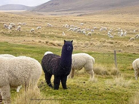 جوارب WARRIOR ALPACA - جوارب سميكة مبطنة بطبقة من قماش الألبكة - للجنسين in Kuwait