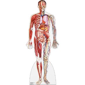 Cardboard People Anatomy Half Muscle Half Skeleton Life Size Cardboard Cutout Standup