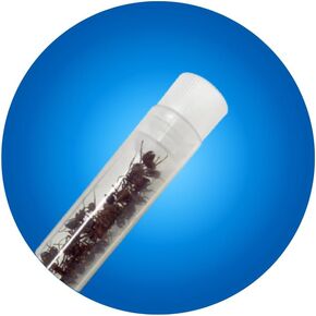 Insect Lore Two Tubes of Live Ants | 50 Live Harvester Ants | with Ant Life Cycle Stages Figurines