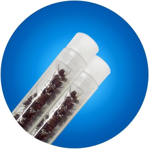 Insect Lore Two Tubes of Live Ants | 50 Live Harvester Ants | with Ant Life Cycle Stages Figurines in Saudi Arabia