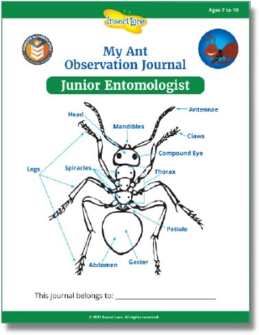 Insect Lore Two Tubes of Live Ants | 50 Live Harvester Ants | with Ant Life Cycle Stages Figurines in Saudi Arabia