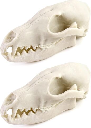 QWORK Fox Skull, Realistic Animal Skull Bones Fox Head Skeleton Natural Teeth Bone Specimen Model for Home Collectible Decoration Halloween Party in Saudi Arabia