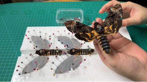 Real Cicada Tailanga Taxidermy Rhombus Frame Dried Insect Shadow Box Beetle Bug Black Wooden Specimen Room Display Oddity Tabletop Standable Wall Hanging Home Decor K12-63-NEM in Saudi Arabia