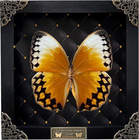 Real Cicada Tailanga Taxidermy Rhombus Frame Dried Insect Shadow Box Beetle Bug Black Wooden Specimen Room Display Oddity Tabletop Standable Wall Hanging Home Decor K12-63-NEM in Saudi Arabia