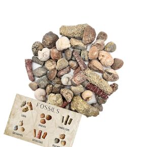 Fossil Mix | 1 lb Bag of Genuine Fossils | Ammonites Crinoids Brachiopods Orthoceras & More! Fossil Dig Dinosaur Party Favors