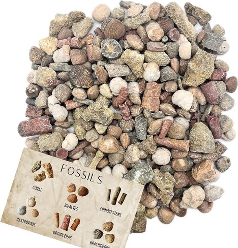Fossil Mix | 1 lb Bag of Genuine Fossils | Ammonites Crinoids Brachiopods Orthoceras & More! Fossil Dig Dinosaur Party Favors in Saudi Arabia