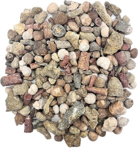 Fossil Mix | 1 lb Bag of Genuine Fossils | Ammonites Crinoids Brachiopods Orthoceras & More! Fossil Dig Dinosaur Party Favors in Saudi Arabia