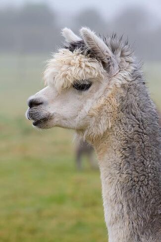 جوارب WARRIOR ALPACA - جوارب سميكة مبطنة بطبقة من قماش الألبكة - للجنسين in Kuwait