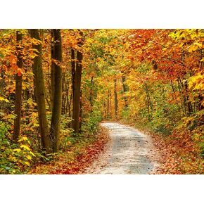 7x5Ft Fall Photography Backdrop Autumn Forest Scenery Backdrop Fallen Maple Leaves Pathway Photography Background for Thanksgiving Banner Decorations for Party Supplies