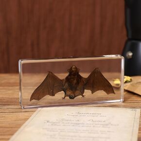 OPVICAM Taxidermy Bat - Real Bat Specimens Animal Specimen in Resin for Science Classroom Science Education, Great Gift for Fans of Taxidermy, Animal Skull, Oddities, Biology - 3x3x1 Inch