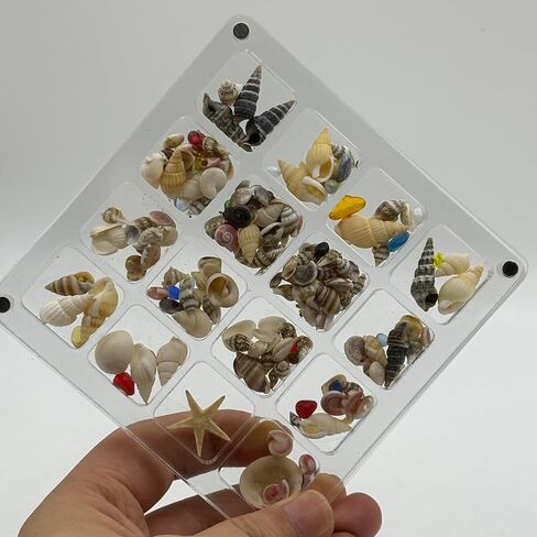 Acrylic Magnetic Seashell Display Box,Portable Display Box,36 Grids Diamond Gemstone Beads Storage Display Organizer Box,Clear Mini Seashell Storage Box (1, 36 Grids - Small) in Saudi Arabia