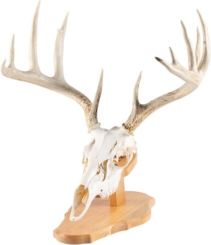 Walnut Hollow Country Antler Display Mounting Kit in Solid Walnut for Mule Deer & Whitetail Deer in Saudi Arabia