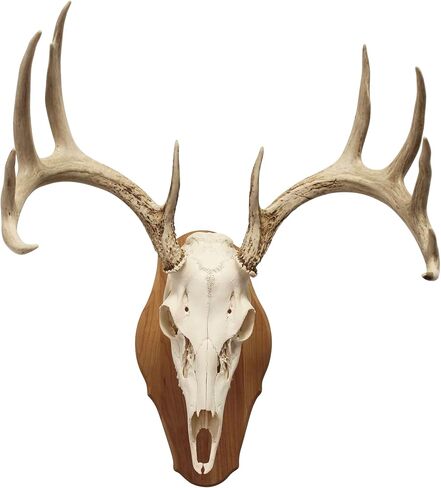 Walnut Hollow Country Antler Display Mounting Kit in Solid Walnut for Mule Deer & Whitetail Deer in Saudi Arabia