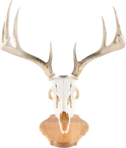 Walnut Hollow Country Antler Display Mounting Kit in Solid Walnut for Mule Deer & Whitetail Deer in Saudi Arabia