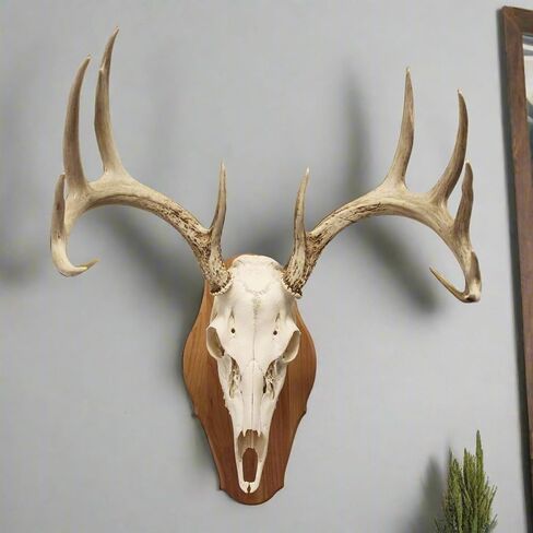 Walnut Hollow Country Antler Display Mounting Kit in Solid Walnut for Mule Deer & Whitetail Deer in Saudi Arabia