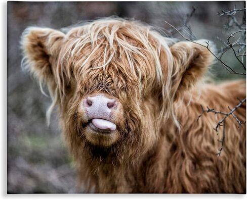 Stupell Industries BaBy Highland Calf Cattle Licking Lips Country Farmland Canvas Wall Art, Design By James Dobson in Saudi Arabia