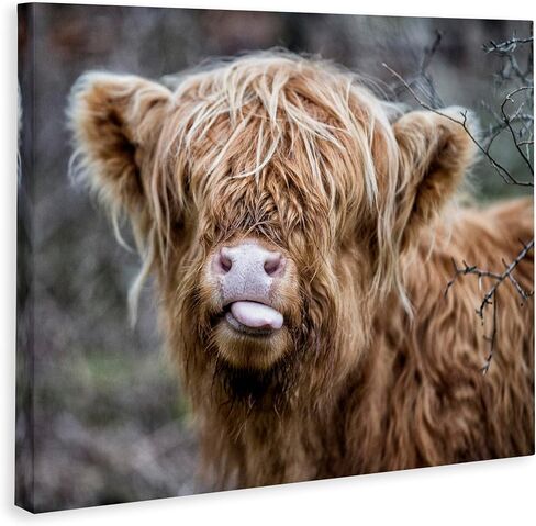Stupell Industries BaBy Highland Calf Cattle Licking Lips Country Farmland Canvas Wall Art, Design By James Dobson in Saudi Arabia