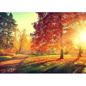 7x5Ft Fall Photography Backdrop Autumn Forest Scenery Backdrop Sunshine Maple Red Tree Leaves Photography Background for Thanksgiving Party Decoration Banner Baby Shower Studio Props