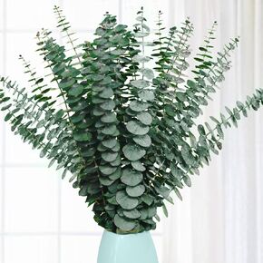 30Pcs Dried Eucalyptus Stems, 17" Real Preserved Eucalyptus Plant for Shower, Fresh Natural Eucalyptus Branches for Vase, Eucalyptus Bundle for Home Decor, Wedding, Baby Shower, Bathroom