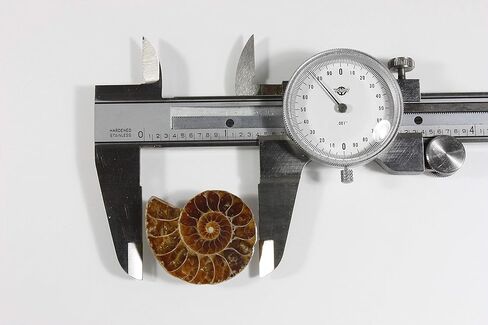 قلادة أحفوري أصلية من أمونيتي بتصميم ARThouse أحفوري من Ammonite مقاس 45.72 سم قابل للتعديل in Kuwait