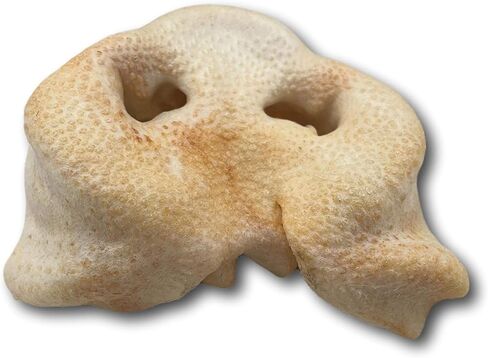 Top Dog Chews - Pig Snout Dog Treats, 12 Pack, American Made, All Natural, Long Lasting, Healthy Chews for Dogs, Perfect Training Treat for a Puppy or Small, Medium & Large Dogs in Kuwait