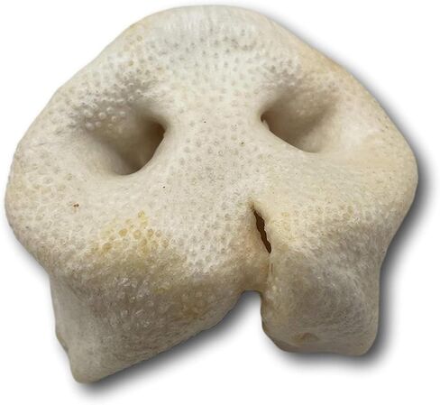 Top Dog Chews - Pig Snout Dog Treats, 12 Pack, American Made, All Natural, Long Lasting, Healthy Chews for Dogs, Perfect Training Treat for a Puppy or Small, Medium & Large Dogs in Kuwait