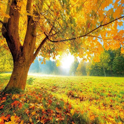 LYWYGG 7x5FT Autumn Golden Maple Deciduous Photography Background Fall Photo Backdrop Wedding Backdrop Newborn Photography Backdrops CP-189 in Saudi Arabia