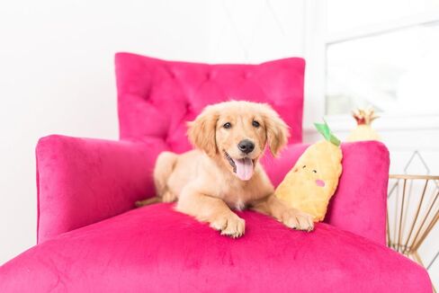 ZippyPaws - NomNomz Plush Squeaker Dog Toy For The Foodie Pup - Sushi in Kuwait
