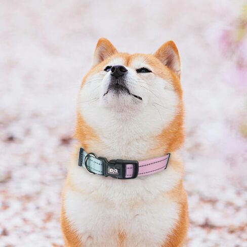 Dog Collar Cute Flower, Reflective Adjustable Basic Collars for Girl Female Small Medium Large Dogs Walking Running(X-Small,Purple) in Saudi Arabia