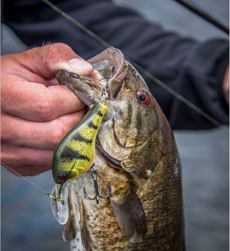 Berkley Flicker Shad Shallow Fishing Lure, Blue Smelt, 2/7 oz, 2 3/4in | 7cm Crankbaits, Size, Profile and Dive Depth Imitates Real Shad, Equipped with Fusion19 Hook in Saudi Arabia