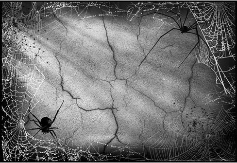 8x5ft White Spider Web Photography Backdrop for Halloween Party Banner Decor Background Kids Adults Portraits Photo Shoot Studio Props in Saudi Arabia