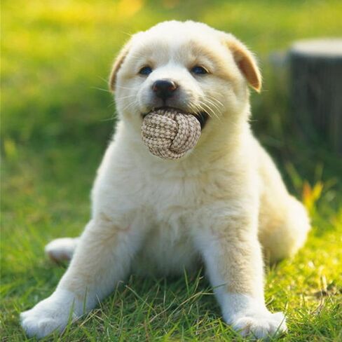 New Puppy Essentials - زجاجة مياه محمولة للكلاب 4 في 1 من KiiZYs - وشاح أخضر باندانا للكلب وردي - لعبة مضغ وسلة عيد ميلاد وإكسسوارات الحيوانات الأليفة in Saudi Arabia