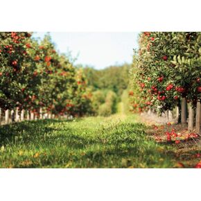 DASHAN Apple-1 7x5ft Polyester Apple Orchard Backdrop for Thanksgiving, Autumn Foliage Party Photo Props, Outdoor Harvest Season