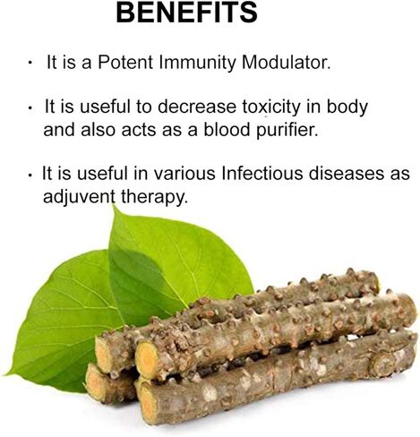 bixa BOTANICAL Guduchi Powder (Giloy/Tinospora Cordifolia) | 200 Grams / 7 OZ | Ayurvedic Herbal Supplement | Gluten Free, Non-GMO, Steam Sterlized, Vegan, 100% Pure. in Saudi Arabia