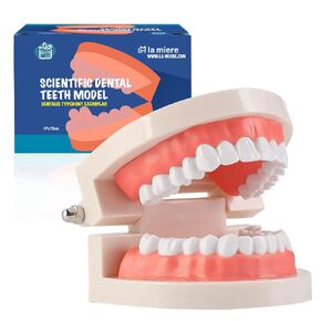 1 Pack Standard Teeth Model Adult Standard Typodont Demonstration Denture Model for Kids Tooth Dental Teaching, Clean Display, Education, Study (No Wisdom Teeth) Gift Set