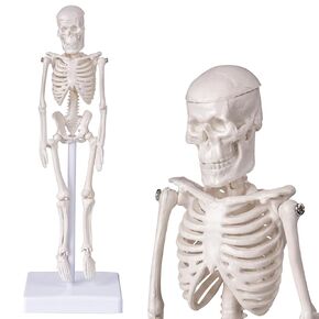 Mini Human Skeleton Model, 8inch/20cm Portable Skeleton Bone Model with Movable Arms and Legs, Scientific Model for Halloween Display and Human Skeletal System Study (2, 8 inches)