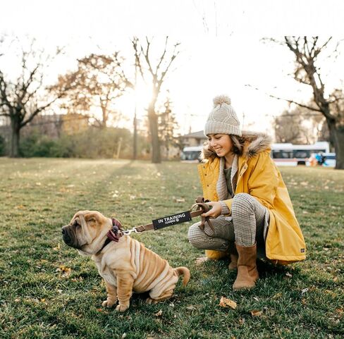 مقود كلب أسود مزدوج الجوانب من Do Not Pet، إكسسوار مشي للكلاب - هدية عيد ميلاد للحيوانات الأليفة - هدية لمالك الكلب ومحبيه in Kuwait