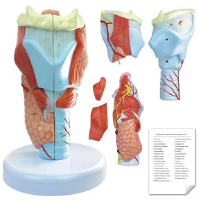 Human Larynx Anatomical Model, 5 Parts 2X Life-Size Human Throat Anatomy Model for Medical Science Education Study or Teaching with Base