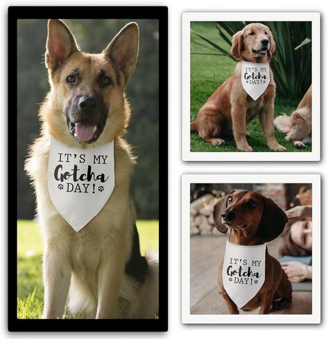 إنها عيد ميلادي الأم الجراء الأزرق الكلب باندانا الكلب عيد ميلاد الصبي باندانا جرو باندانا مضحك الحيوانات الأليفة جرو صور الدعامة الحيوانات الأليفة وشاح الملحقات لمحبي الكلاب الأليفة الهدايا in Kuwait