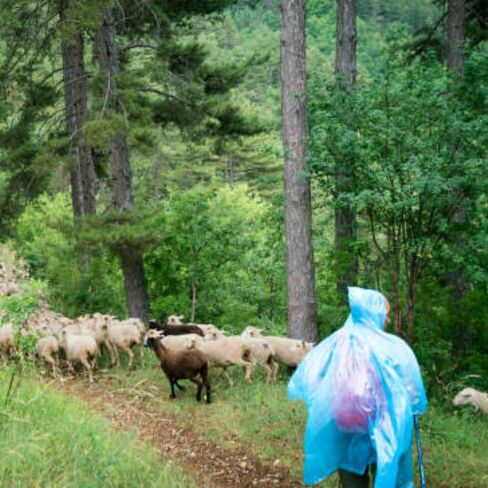 Rain Ponchos by Cloud 10. Include 4 Packs of Blue Disposable Rain Ponchos. Longer Sleeves Poncho Raincoat and Larger Hooded Poncho Rain Coat. Thick Rain Ponchos for Adults, Kids, Men, and Women. in Kuwait
