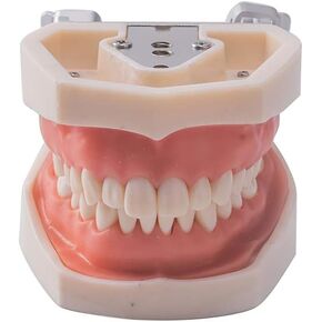 1 قطعة Typodont الأسنان القابلة للإزالة تعليم الأسنان نموذج الممارسة العالمي 200H نوع اللثة الناعمة لتدريس طلاب طب الأسنان in Kuwait
