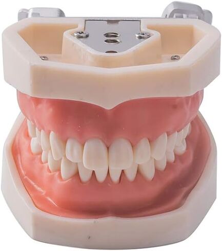 1 قطعة Typodont الأسنان القابلة للإزالة تعليم الأسنان نموذج الممارسة العالمي 200H نوع اللثة الناعمة لتدريس طلاب طب الأسنان in Kuwait